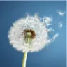 Delicate